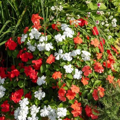 VILMORIN  - Sachet graines Impatiens Hybride vari&eacute;