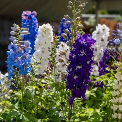 VILMORIN  - Sachet graines Pied d'Alouette Delphinium vivace vari&eacute;