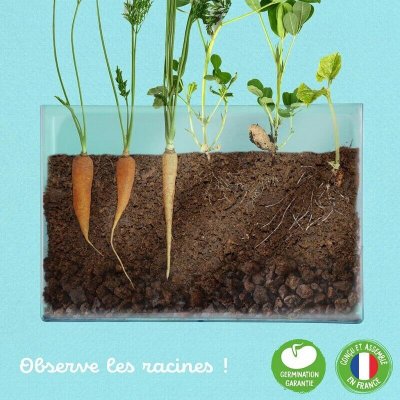 RADIS ET CAPUCINE Vivarium observation racines et vers de terre - 